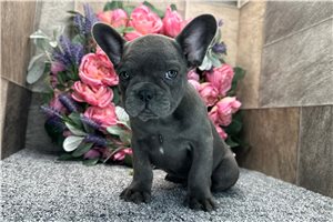 Fallon - French Bulldog for sale