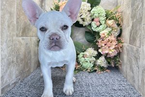 Cameo - puppy for sale