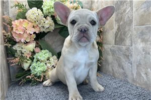 Camilia - puppy for sale