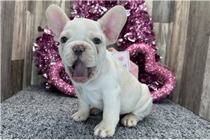 Caesar - puppy for sale