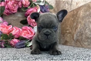 Fallon - French Bulldog for sale