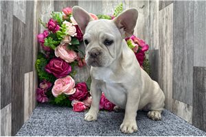 Camilia - French Bulldog for sale