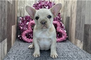 Camilia - puppy for sale