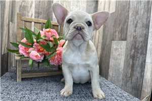 Camilia - French Bulldog for sale