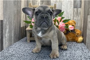 Cadence - French Bulldog for sale