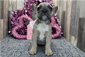 Cali - French Bulldog for sale