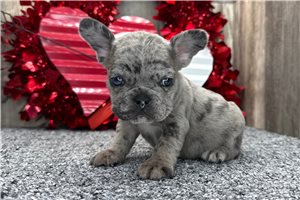 Caleah - puppy for sale