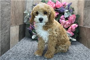 Elon - Poodle, Miniature for sale