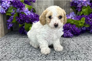 Leilani - Poodle, Miniature for sale