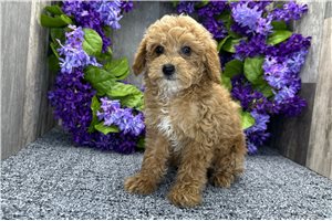 Levi - Poodle, Miniature for sale