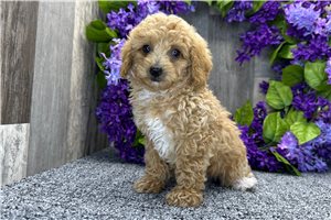 Luke - Poodle, Miniature for sale