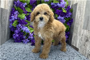 Levi - Poodle, Miniature for sale