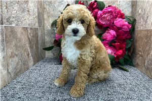 Elon - Poodle, Miniature for sale