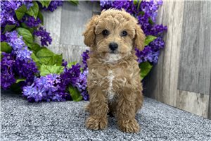 Levi - Poodle, Miniature for sale