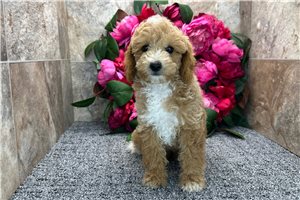 Elmer - Poodle, Miniature for sale