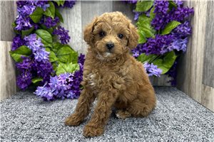Leah - Poodle, Miniature for sale