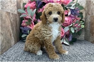 Elmer - Poodle, Miniature for sale