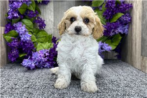 Leilani - Poodle, Miniature for sale