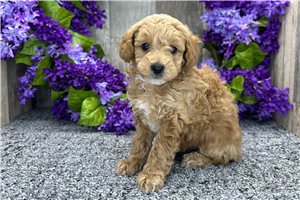 Levi - Poodle, Miniature for sale