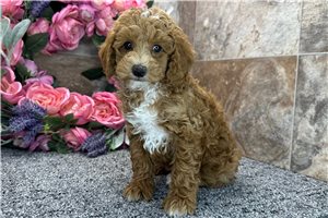 Elliott - Poodle, Miniature for sale