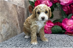 Elon - puppy for sale