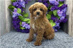 Leah - Poodle, Miniature for sale