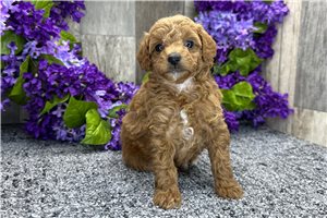 Leah - Poodle, Miniature for sale