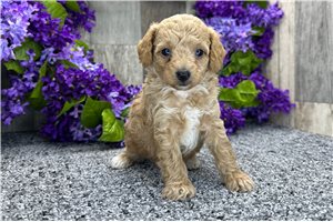 Luke - Poodle, Miniature for sale