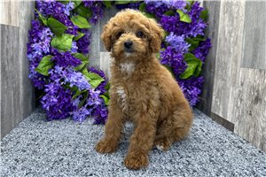 Leah - Poodle, Miniature for sale