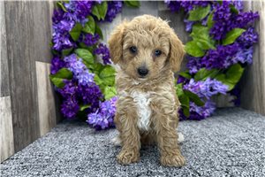 Luke - Poodle, Miniature for sale