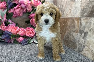 Elon - Poodle, Miniature for sale