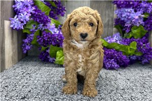 Lydia - Poodle, Miniature for sale