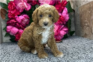 Elliott - puppy for sale