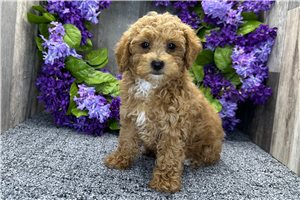 Lydia - Poodle, Miniature for sale