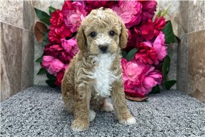 Elmer - Poodle, Miniature for sale