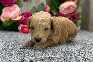 Levi - puppy for sale