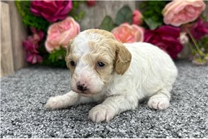 Leilani - puppy for sale
