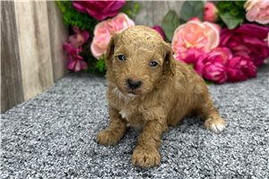 Lydia - puppy for sale