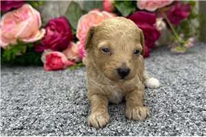 Luke - Poodle, Miniature for sale