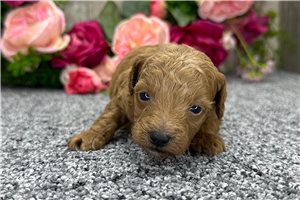 Leah - puppy for sale