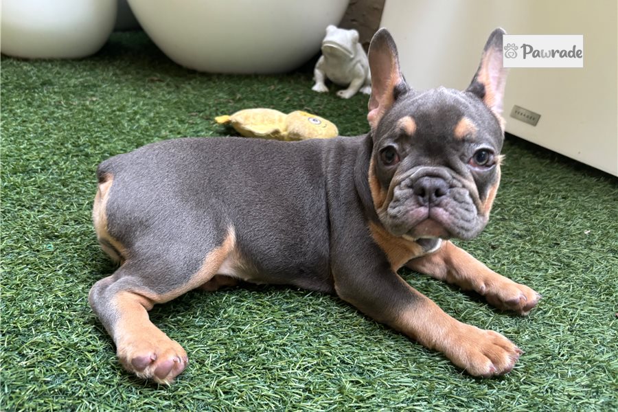 Alara, female French Bulldog puppy for sale