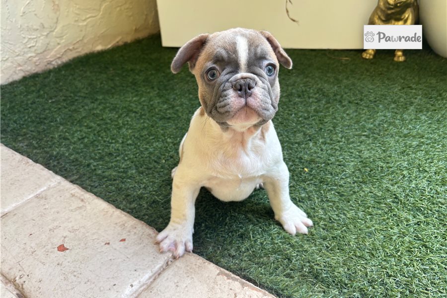 Andrew - French Bulldog for sale