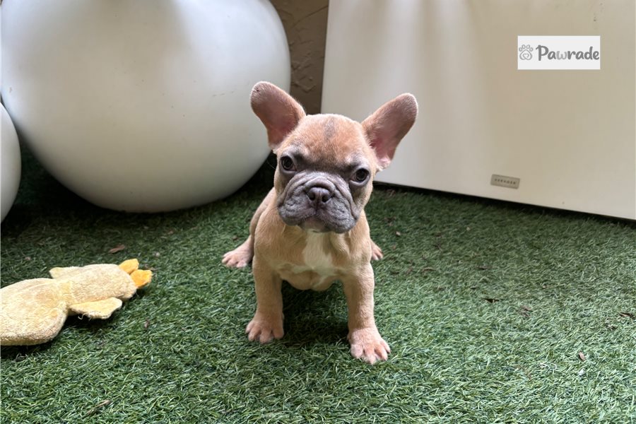 Polly - French Bulldog for sale