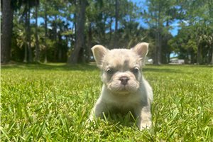 Hershel - French Bulldog for sale