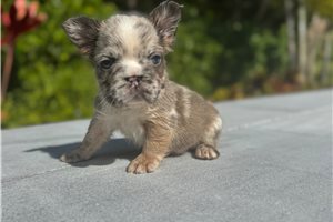 Castle - puppy for sale
