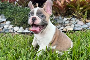 Alexander - French Bulldog for sale