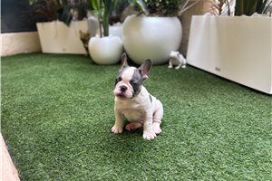 Ashton - French Bulldog for sale