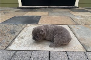 Holiday - puppy for sale