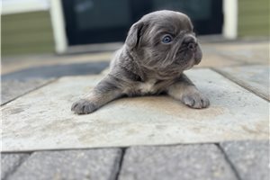 Hero - French Bulldog for sale