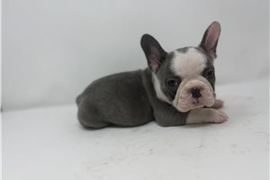 Banner - puppy for sale
